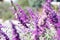 close up of many purple flowers of lavender in full bloom