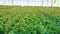 Close up of many rows of green lettuce rearing in a spacious greenery