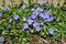 Close up of many small blue flowers of periwinkle or myrtle herb, Vinca minor, in a sunny spring garden, beautiful outdoor floral