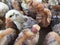 A close up of many small new born chick without many feathers that are for sale