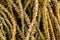 Close up many Tinospora cordifolia herb (HEART-LEAVED MOONSEED)