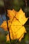 Close up of a maple leaf in autumn. The leaf is caught between dry branches and hangs tight. The image is in portrait format
