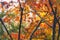 close up maple leaf with ginko background, autumn japan in Obara, Japan