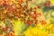 close up maple leaf with ginko background, autumn japan in Obara, Japan