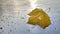 Close-up of a maple leaf on a metallic surface on a rainy day