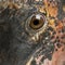 Close up of Marabou Stork, Leptoptilos crumeniferus