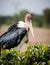 Close up of marabou stork looking toward camera