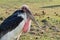 Close up Marabou Stork Sunbathing Isolated on Background