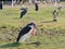 Close up Marabou Stork Sunbathing Isolated on Background