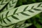 Close-up of marantaceae calathea leopardina evergreen leaves