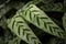 Close-up of marantaceae calathea leopardina evergreen leaves