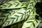 Close-up of marantaceae calathea leopardina evergreen leaves