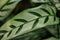 Close-up of marantaceae calathea leopardina evergreen leaves