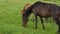 Close-up of a mare and foal eating grass in a pasture in the mountains. Lush green grass, yellow and purple flowers in