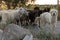 Close Up of Maremma Shepherd Dog Conducting a Flock of Sheep in July in Italian Countryside