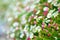 Close up Marguerite field garden daisy, bellis perennis. Nature background. Selective focus