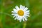 Close up of a Marguerite flower in bright sunlight