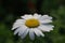 Close up of a marguerite with raindrops