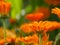 Close up of a marigold Calendula on a field of marigolds