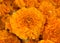 Close up on Marigold flowers, a natural pest control plant