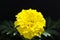 Close up of a marigold. Yellow flowers blooming in summer