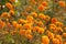 Close up of marigolds flowers