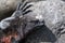 Close up of marine iguana on Galapagos Islands