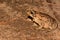 A close up of a Marine Toad