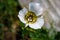 Close up of Mariposa-lily flower at Maroon Bells National Park