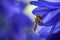 Close up of a Marmalade hoverfly, Episyrphus balteatus, on a blue Agapanthus flower.