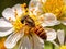 Close up of Marmalade hoverfly on an orange flower