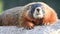 Close Up of Marmot with Big Teeth and Wiggling Nose