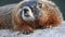 Close up of marmot face