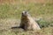 Close up of a marmot next to ist lair