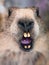 Close up of a marmot`s snout.