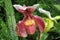 Close Up of a Maroon, Yellow and White Lady`s Slipper Orchid Flower