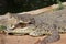 Close up of Marsh Crocodile or Mugger with open mouth inside the Crocodile zoo in Chennai