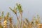 close-up of marsh plants, grass, moss, lichen, forest and marsh vegetation, rainy and cloudy day