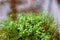 close-up of marsh plants, grass, moss, lichen, forest and marsh vegetation, rainy and cloudy day