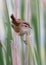 Close up of Marsh Wren bird in cattail field