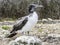 Close up of masked Boobie at Galapagos island of North Seymour