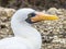 Close up of masked Boobie at Galapagos island of North Seymour