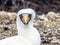 Close up of masked Boobie at Galapagos island of North Seymour