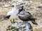 Close up of masked Boobie at Galapagos island of North Seymour