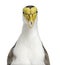 Close-up of a masked lapwing, isolated