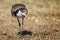 Close up of a Masked Lapwing Plover facing the camera in Sydney