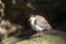 Close up of a masked lapwing, Sydney, Australia