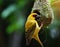 Close up of masked weaver bird building nest in dark forest background