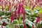 Close up mass of bright scarlet red spikes of Persicaria amplexicaulis `Firetail` red bistort flowers on long stems