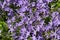 Close up of a mass of purple campanula flowers